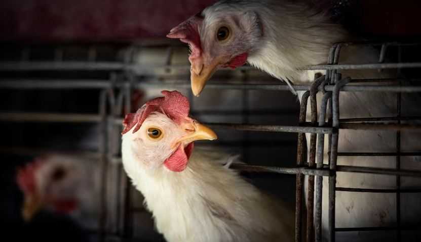 WHO: Bocah 2 Tahun di Australia Terjangkit Flu Burung H5N1