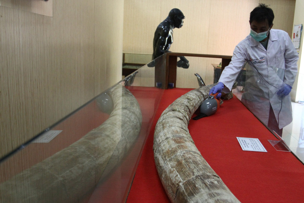 Berita Foto : Konservasi Fosil di Museum Trinil Ngawi