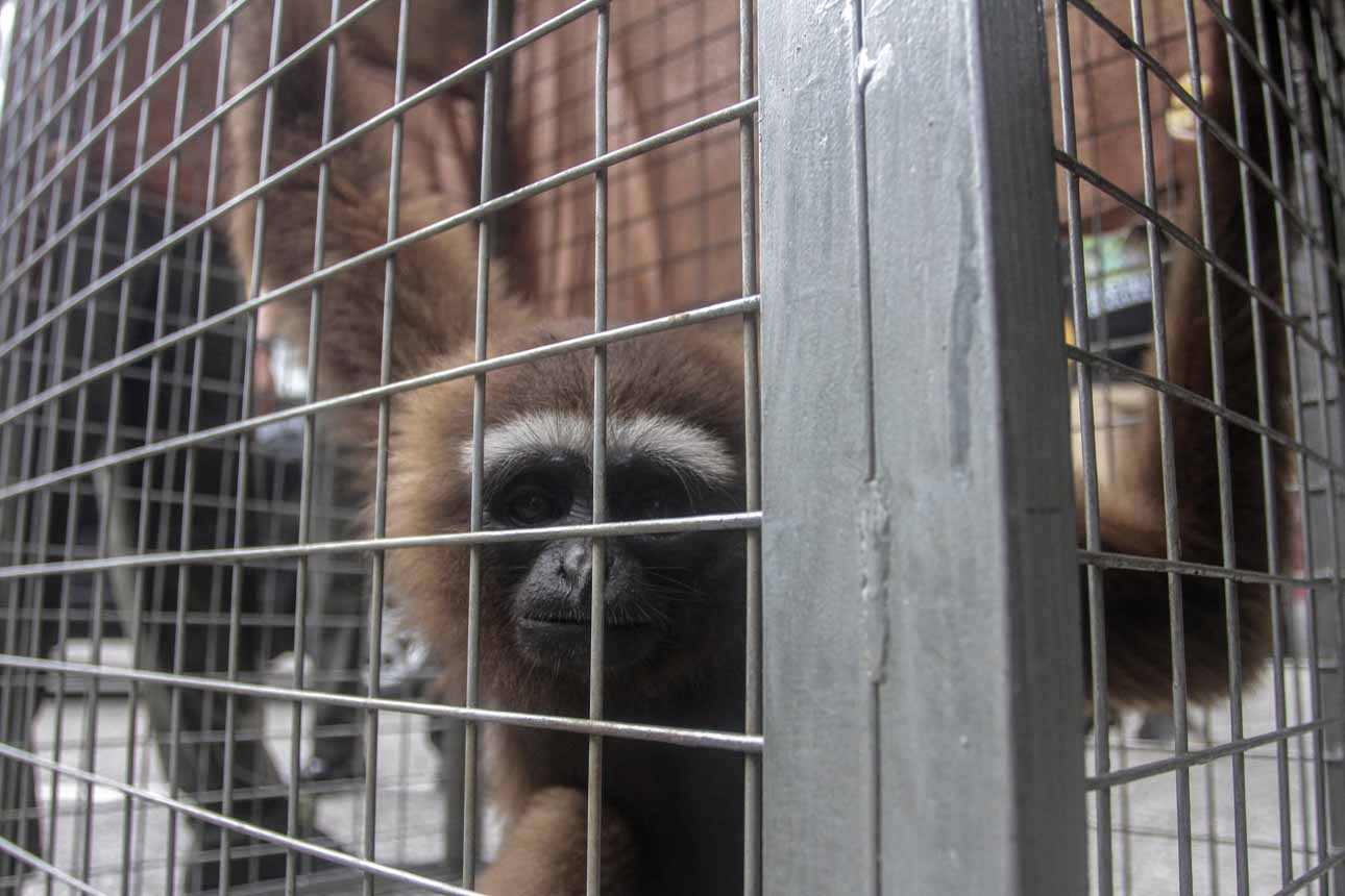 Polisi Amankan Tersangka Perdagangan Satwa Dilindungi