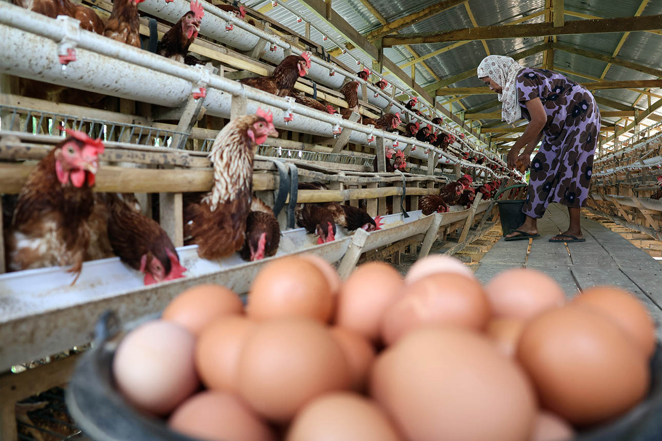 Berita Foto : Kenaikan Biaya Pakan Ayam Petelur