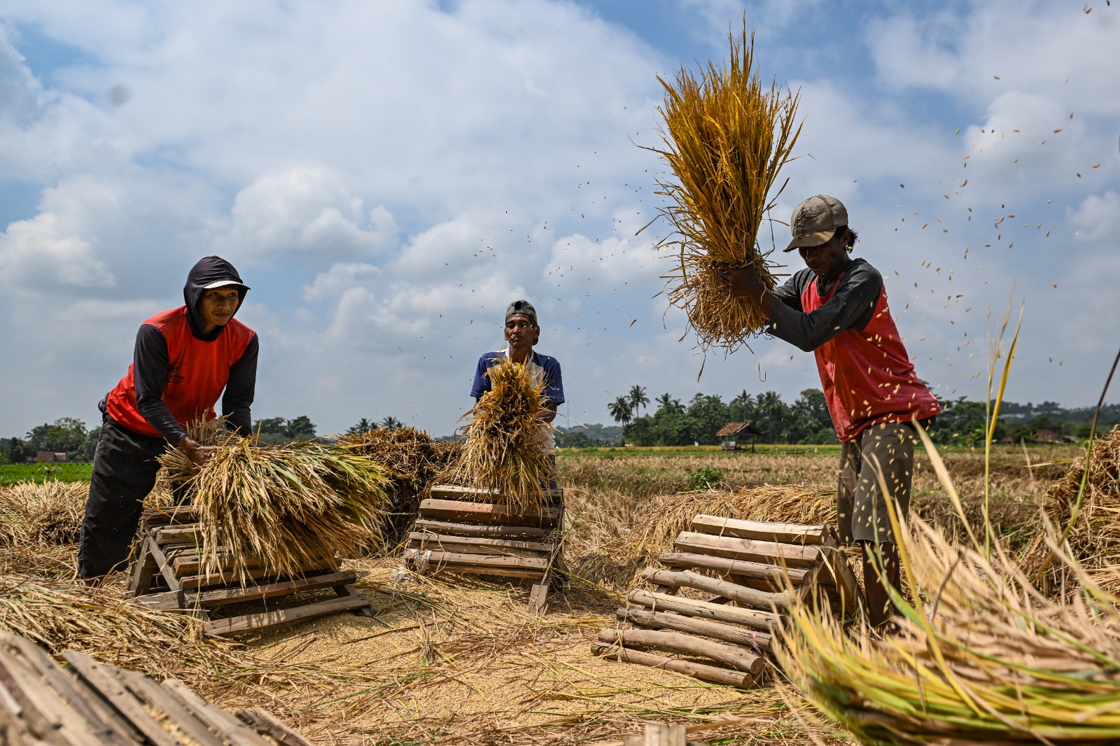 Pengaruh kebijakan HPP Gabah bagi petani