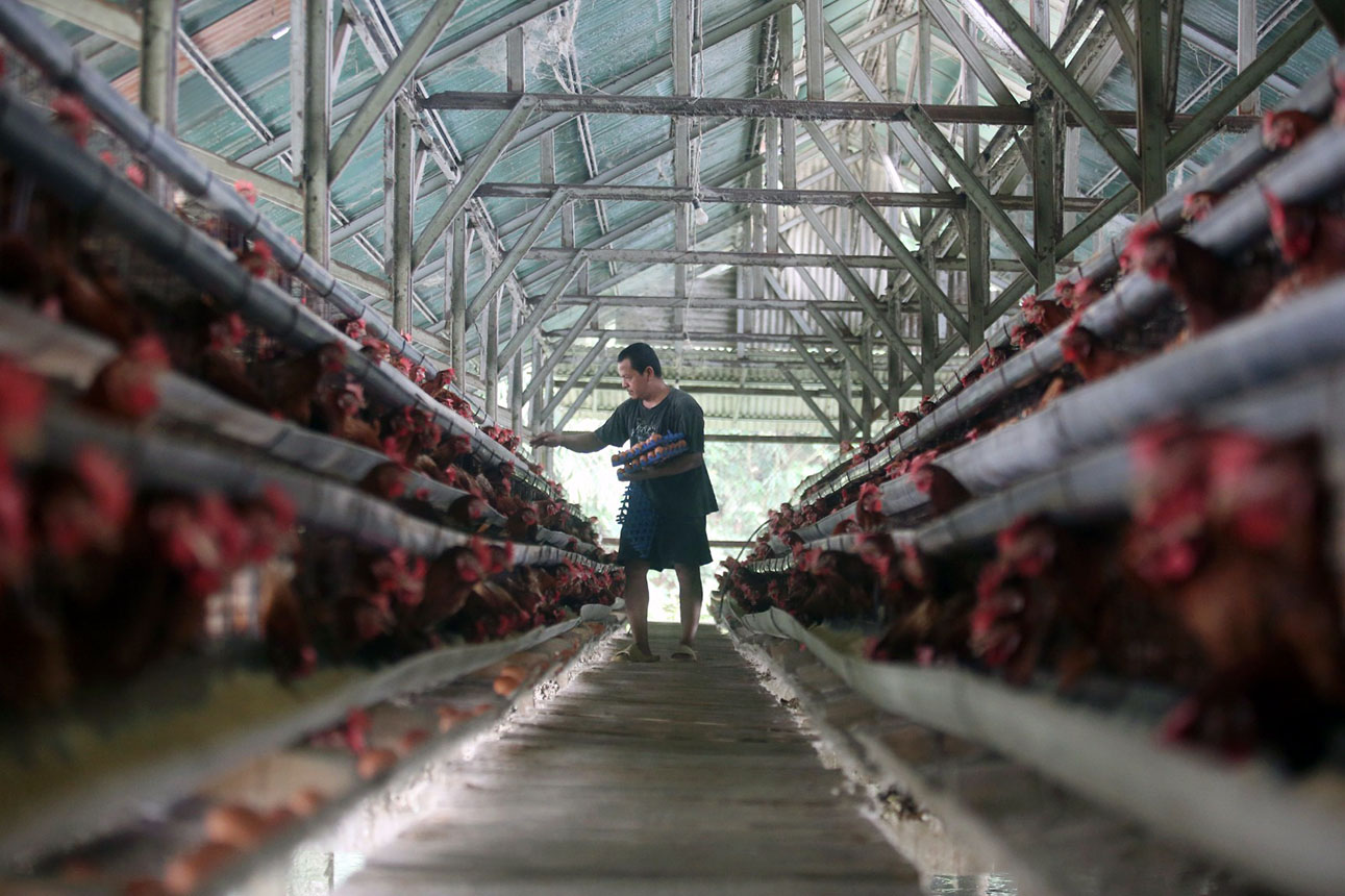 Berita Foto : Harga Telur di Indonesia Melampaui HAP