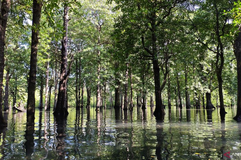 Berita Foto : Menyusuri keindahan hutan mangrove di Teluk Sulaiman, Kalimantan Timur