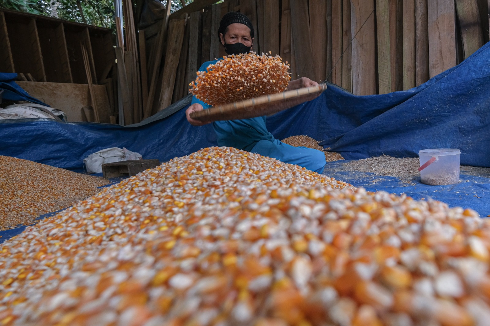 Foto: Distribusi jagung program SPHP untuk peternak – Koran Jakarta ®