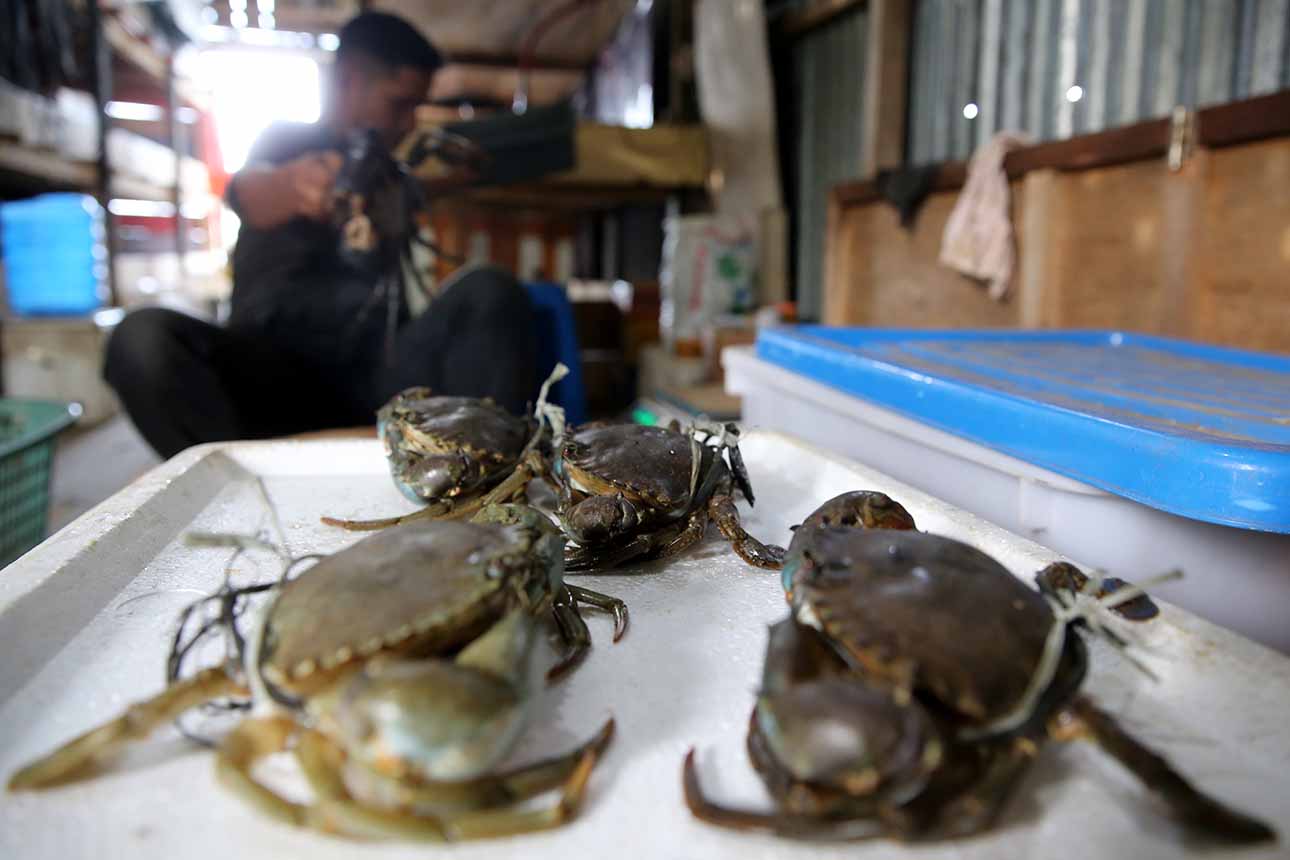 Foto: Persiapan Hidangan Kepiting Bakau untuk Kenduri Maulid – Koran Jakarta ®