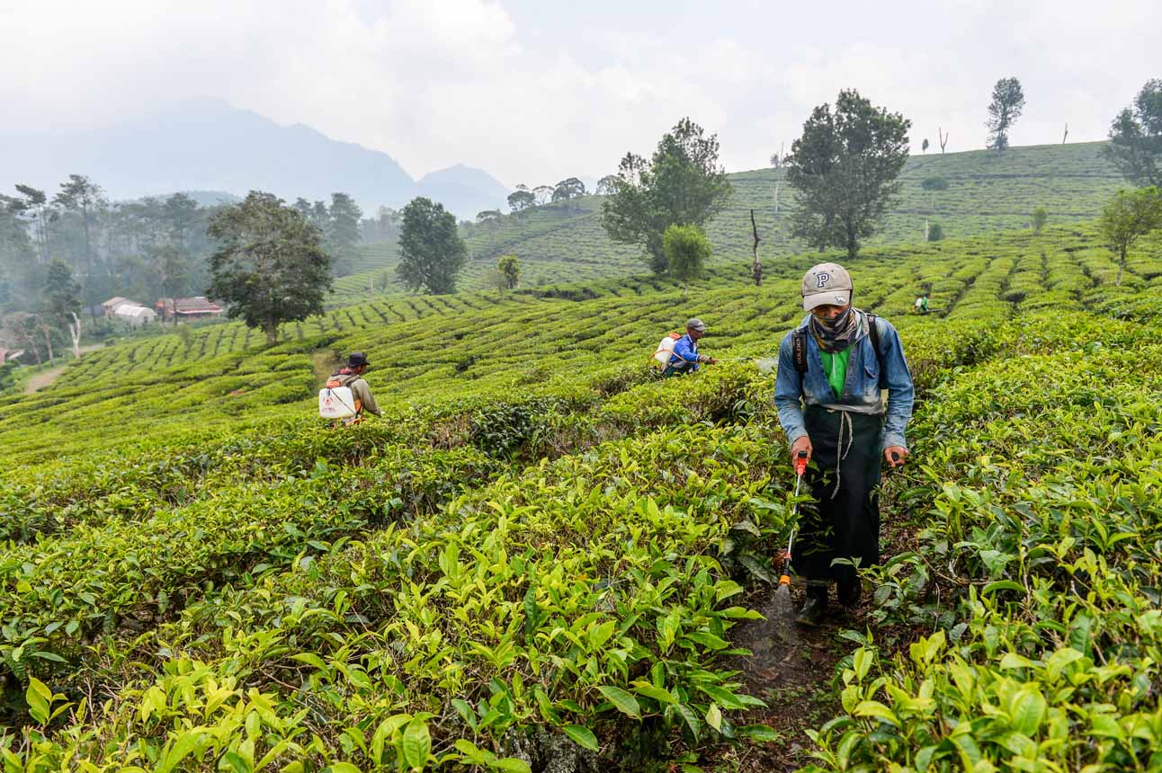 Foto: Pengembangan Kebun Teh Masih Dipercepat – Berita Hari Ini dari Jakarta dan Daerah Seluruh Indonesia