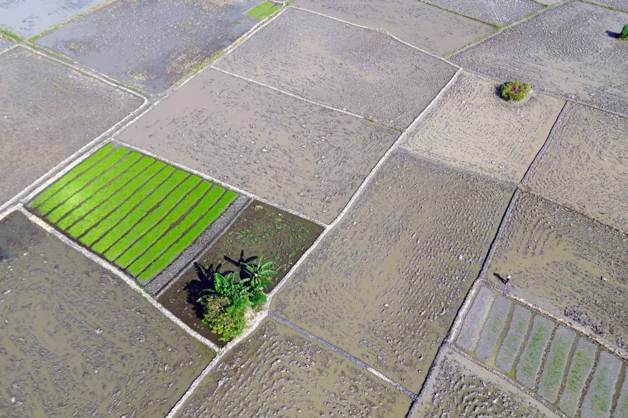 Foto: Target Pemerintah Mencetak 400 Ribu Hektar Sawah pada 2026 – Berita Terkini dari Jakarta dan Seluruh Daerah di Indonesia Foto: Target Pemerintah Mencetak 400 Ribu Hektar Sawah pada 2026 – Berita Terkini dari Jakarta dan Seluruh Daerah di Indonesia