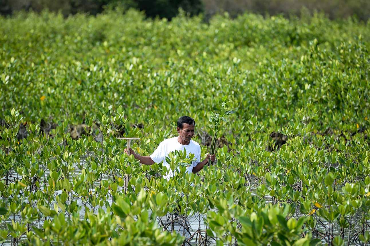 Foto: Pemulihan Lahan Mangrove akibat Perubahan Fungsi – Berita Hari Ini dari Jakarta dan Seluruh Indonesia Foto: Pemulihan Lahan Mangrove akibat Perubahan Fungsi – Berita Hari Ini dari Jakarta dan Seluruh Indonesia