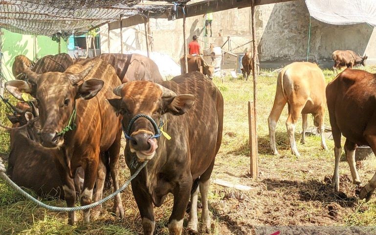 Agar Penyembelihan Hewan Kurban Terjamin Halal, Ini yang Dilakukan DPD Juleha Kotim