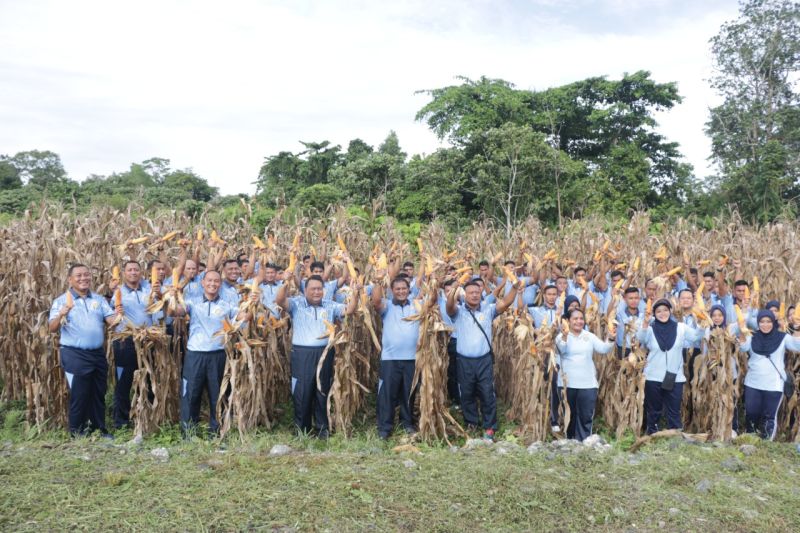 Program Ketahanan Pangan TNI AU: Lanud Silas Papare Panen Jagung di Sentani
