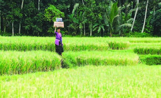 Anggaran Penelitian Hilang Sia-sia! Banyak Hasil Riset Pertanian Tak Sesuai Kebutuhan