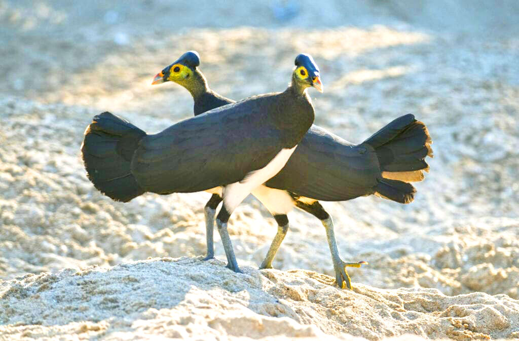 Kemenkum Sulteng Catatkan Burung Maleo sebagai  Kekayaan Intelektual Komunal