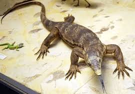 Gambar berita terkait Hati-hati Mengonsumsi Biawak, Sebab Diduga Ada yang Makan Jasad