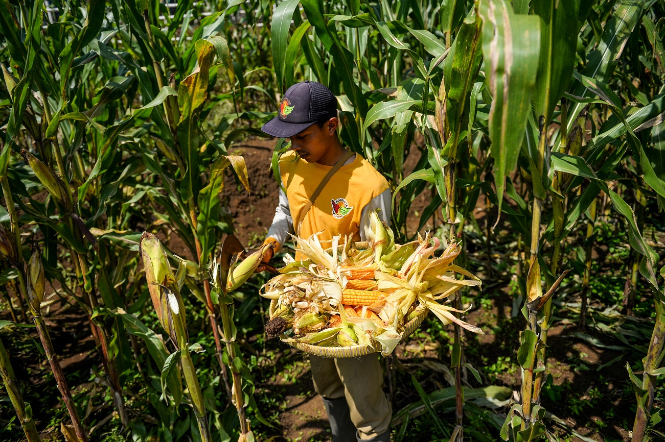 Gambar berita terkait Produksi Jagung Digenjot, Hutan Sosial Jadi Korban?