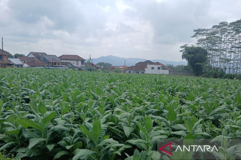 Petani Tersenyum, Enam Pabrik Rokok Siap Beli Tembakau Temanggung