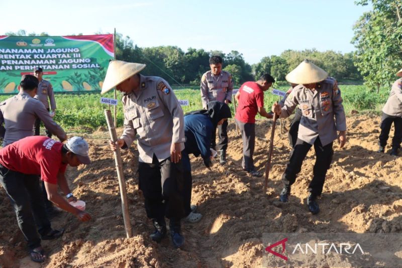 Gambar berita terkait Dukung Ketahanan Pangan Nasional, Polres Pamekasan Gelar Penanaman Jagung