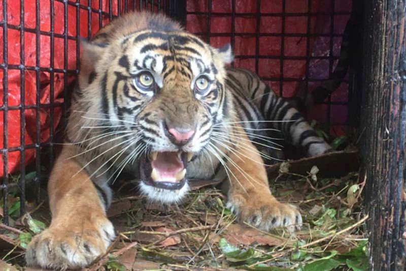 BKSDA Perkuat Pencegahan Konflik Harimau Sumatra dan Warga di Aceh