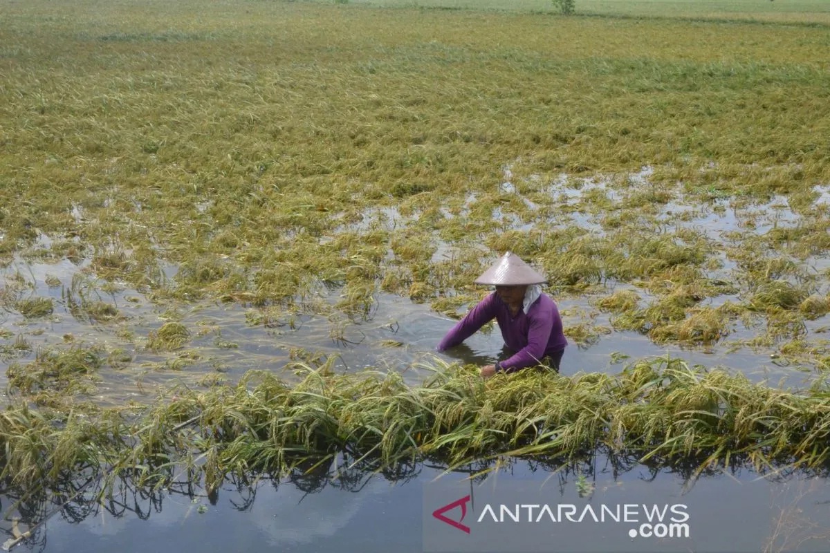 Bencana di Tengah Musim Tanam, 110 Hektare Sawah di Mataram Terancam Rugi