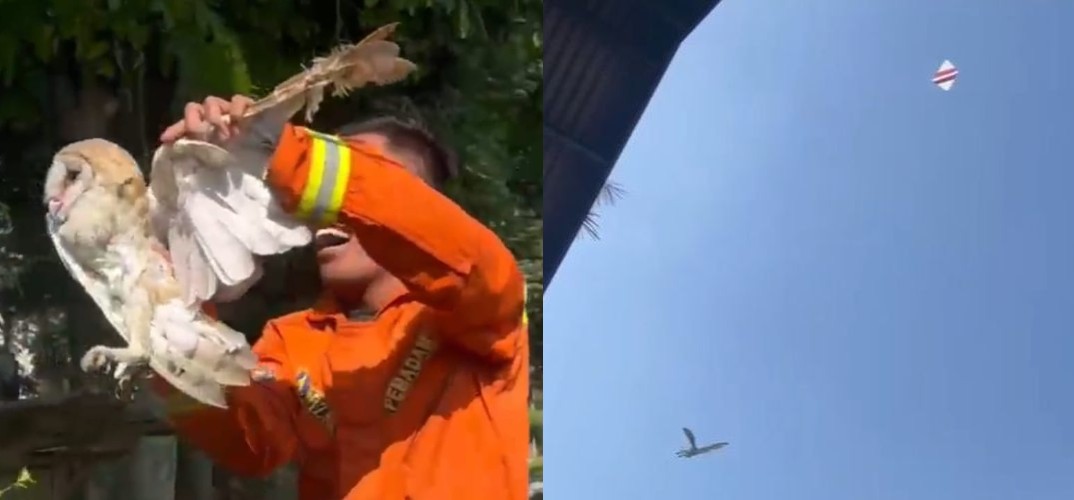 Aksi Tak Biasa, Damkar Cianjur Selamatkan Burung Hantu dengan Layangan
