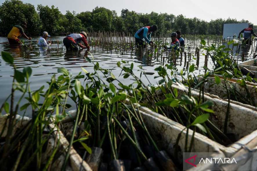 Terdapat Batasan Tegas Tentang Pemanfaatan Ekosistem Mangrove