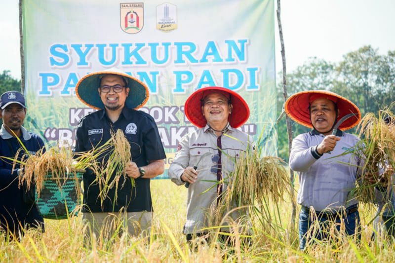 Pemkot Banjarbaru Panen 5,7 Ton Padi Per Hektare