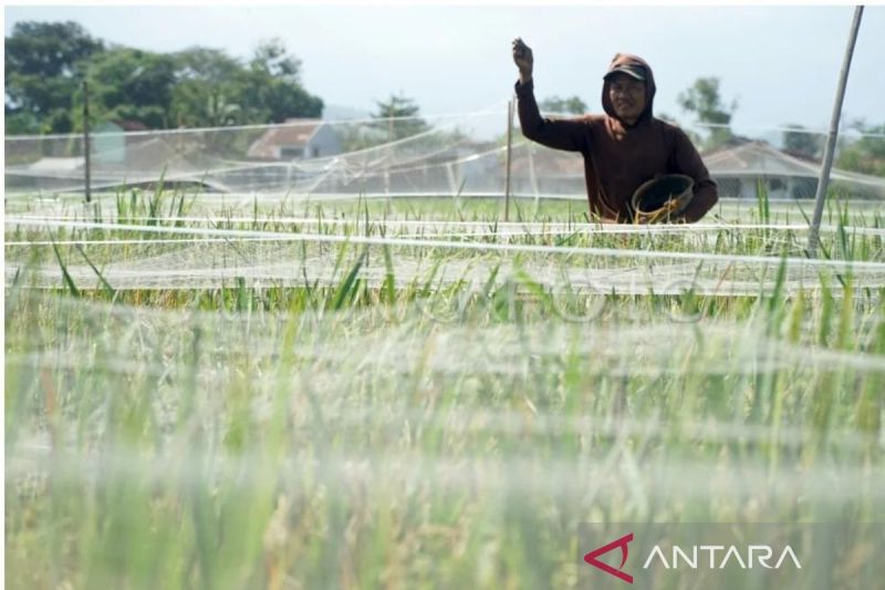 Hama Wereng Serang Ratusan Hektare Sawah di Trenggalek dan Tulungagung