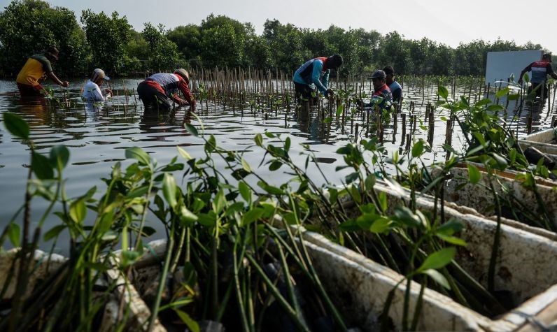 KLH Pastikan Akan Ada Batasan Tegas untuk Pemanfaatan Ekosistem Mangrove