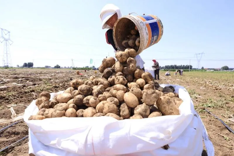 Ilmuwan Tiongkok Ungkap Tomat adalah Induk dari Kentang