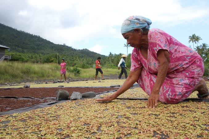  Kaya Rempah Rempah,  Kementan Percepat Hilirisasi Perkebunan di Maluku