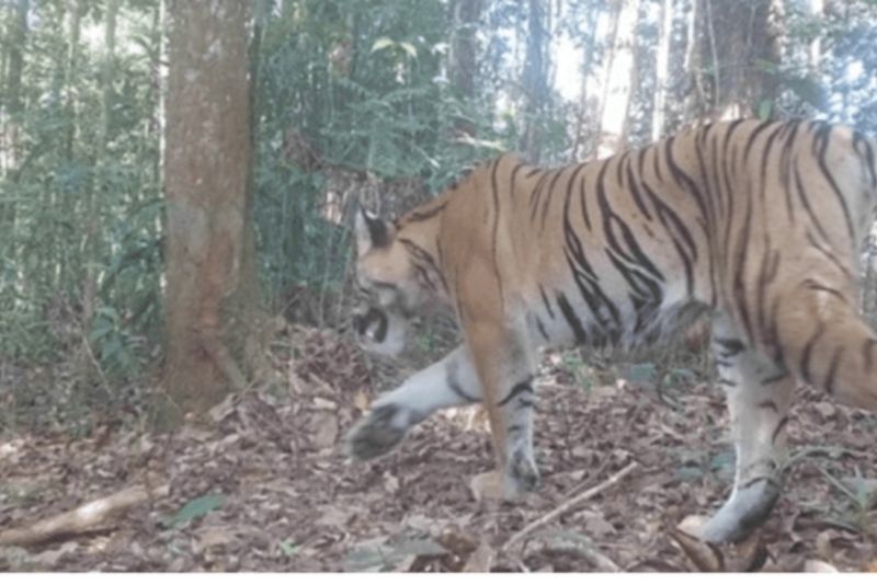 Gambar berita terkait Kemenhut Temukan 42 Harimau Sumatra di Bentang Alam Bengkulu