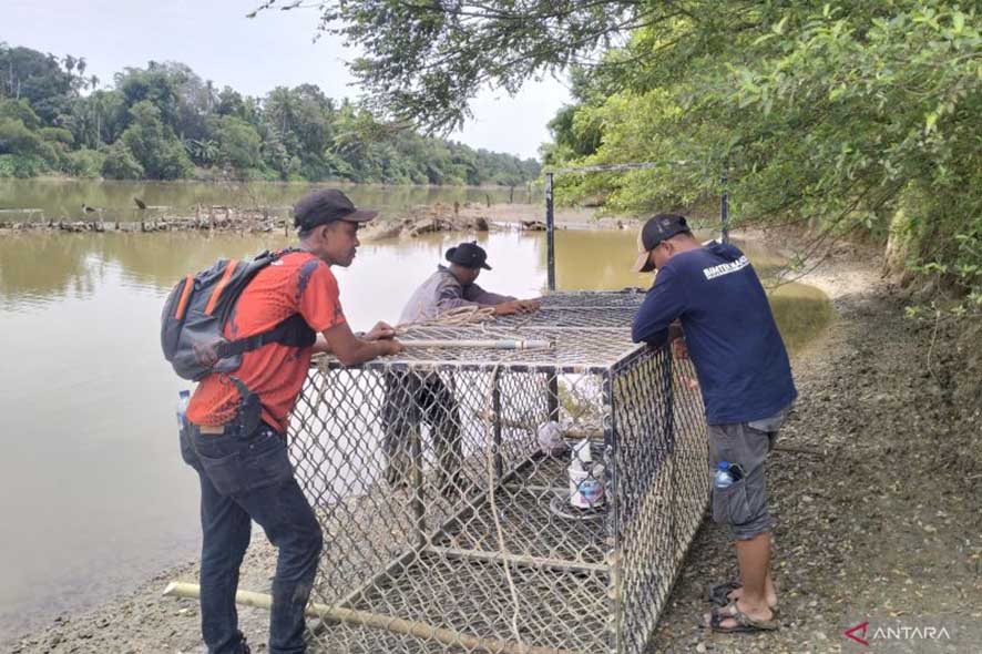 Pemindahan Perangkap Buaya ke Lokasi Lain di Daerah Aliran Sungai Krueng Meureubo