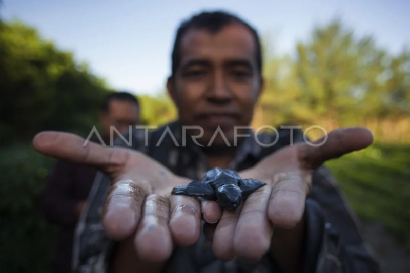 Beberapa Penyu Mati di Pesisir Selatan, DKP DIY Minta Warga Tak Buang Sampah Sembarangan 