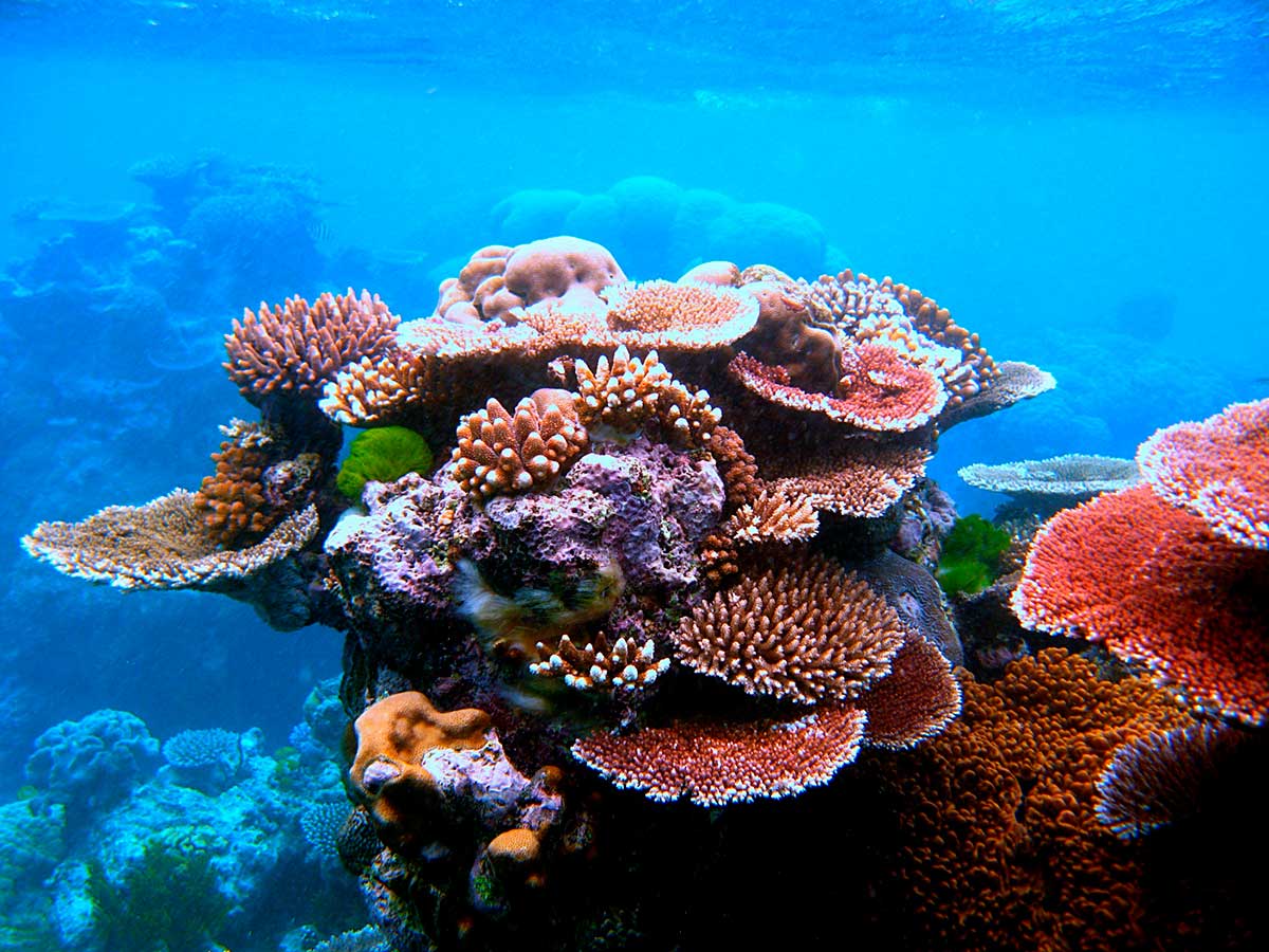 Australia Catat Penurunan Lapisan Karang di Great Barrier Reef
