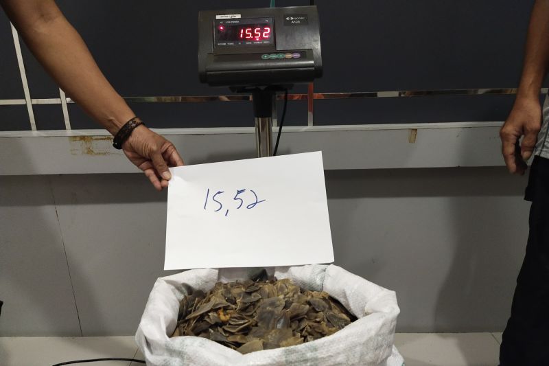 Kemenhut Gagalkan Perdagangan 15,52 Kg Sisik Trenggiling di Kalbar