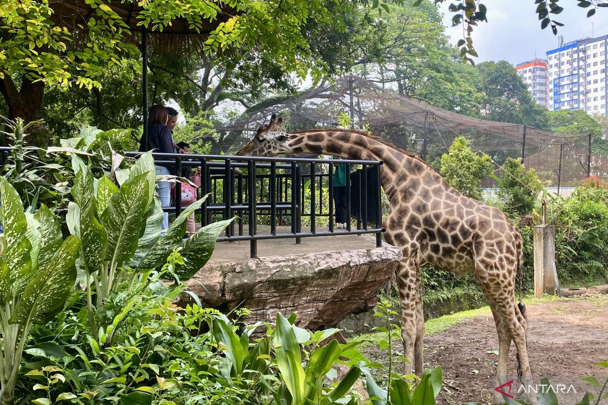 Gambar berita populer Konflik Manajemen Kebun Binatang Selalu Hancurkan Hewan. Bandung Zoo Konflik Terus, Tutup Saja 