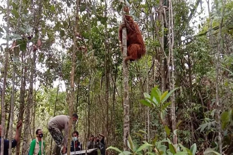 Gambar berita terkait Forum Konservasi Orangutan Tapanuli (FOKAT) Resmi Dibentuk di Batang Toru