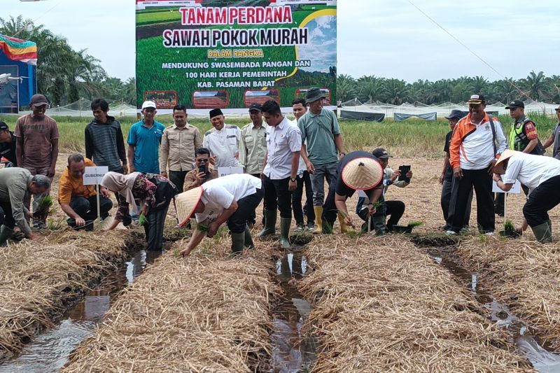 Pasaman Barat Dorong Produksi Padi Lewat Program Strategis SP3BESI Berbasis Kolaborasi