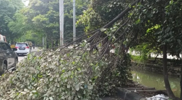 Gambar berita terkait Dua Pengendara Motor Tertimpa Pohon Tumbang di Jalan Meruya Ilir Jakbar, Untung Tak Ada Korban Jiwa 