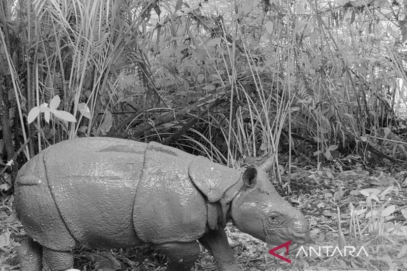 Hanya Indonesia yang Mampu Mengonservasi Badak Jaw