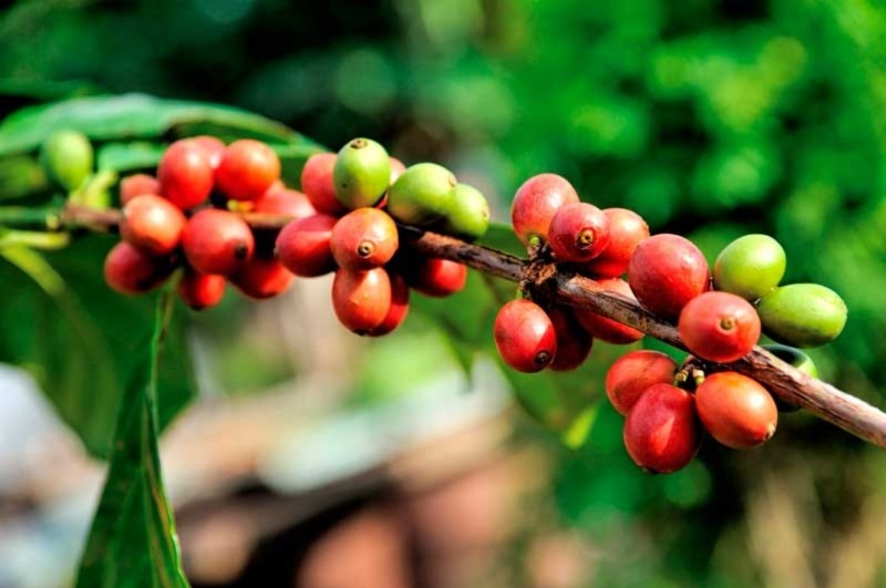 Kopi Kintamani, Kopi Bali yang Mendunia karena Kaya akan ...