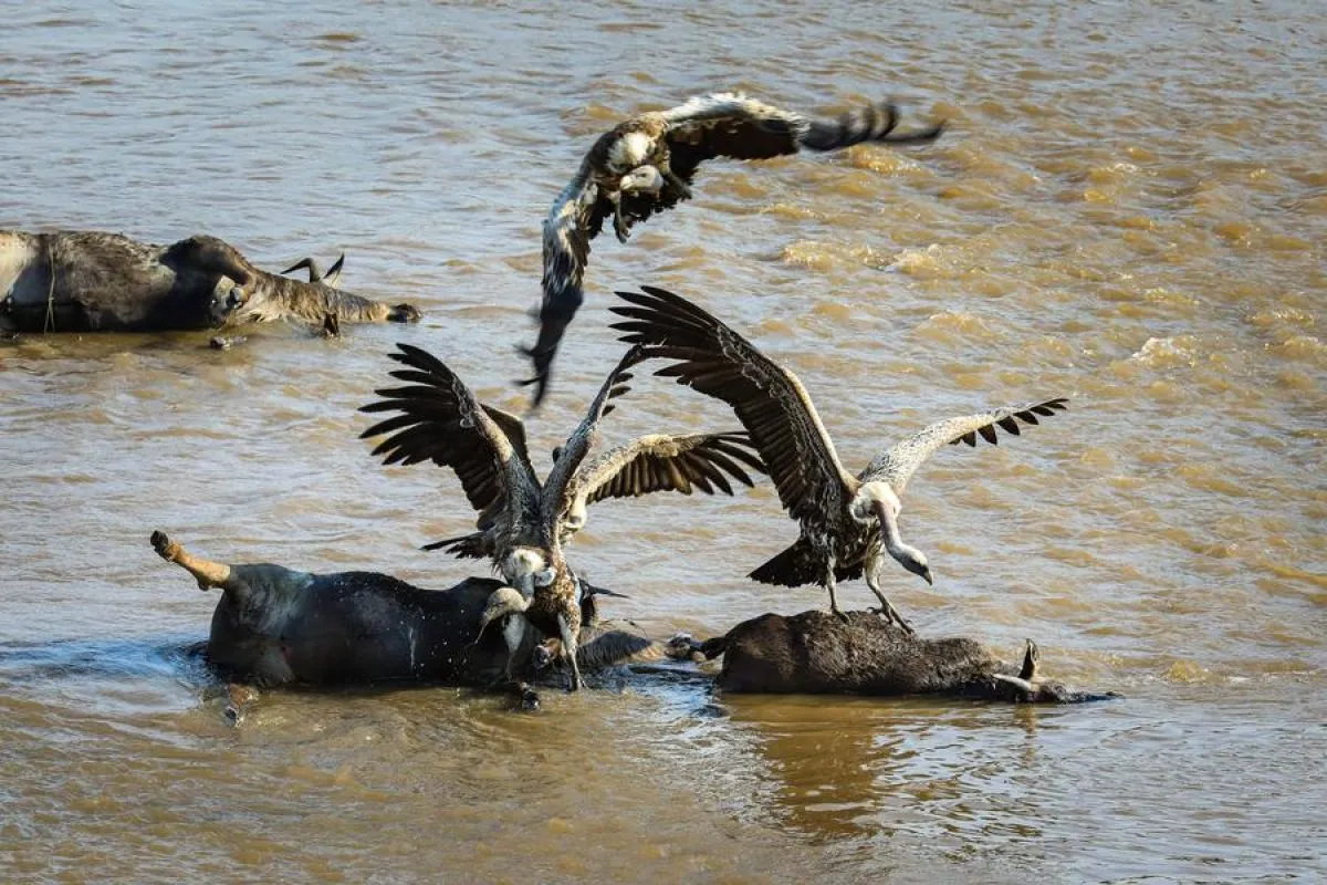 Taman Nasional Masai Mara: Surga Alam dan Pusat Konservasi di Kenya