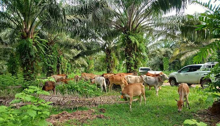 Gambar berita terkait Integrasi Sapi di Kebun Sawit, Produksi Daging Naik, Biaya Pupuk Turun 30%