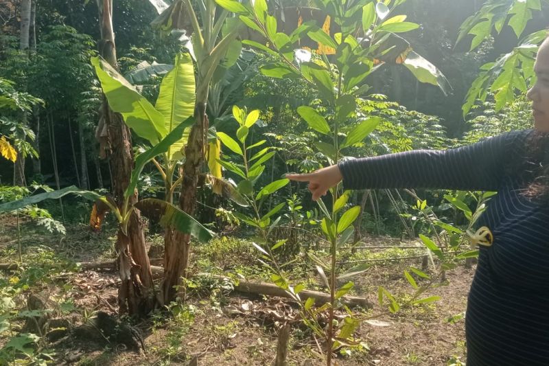Petani Lebak Menjerit! Gagal Panen Gara-gara Diserang Gerombolan Babi Hutan, Rugi Jutaan Rupiah!