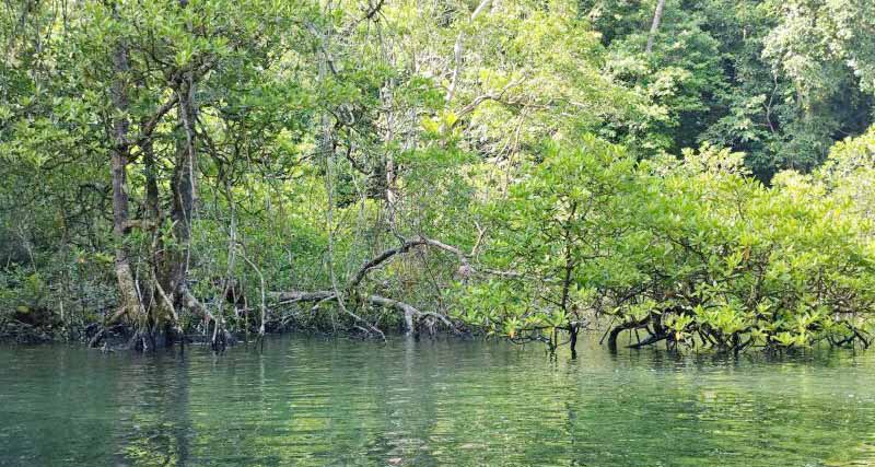 Gambar berita terkait Mengeksplorasi Keindahan Hutan Mangrove di Teluk Sulaiman, Kalimantan Timur
