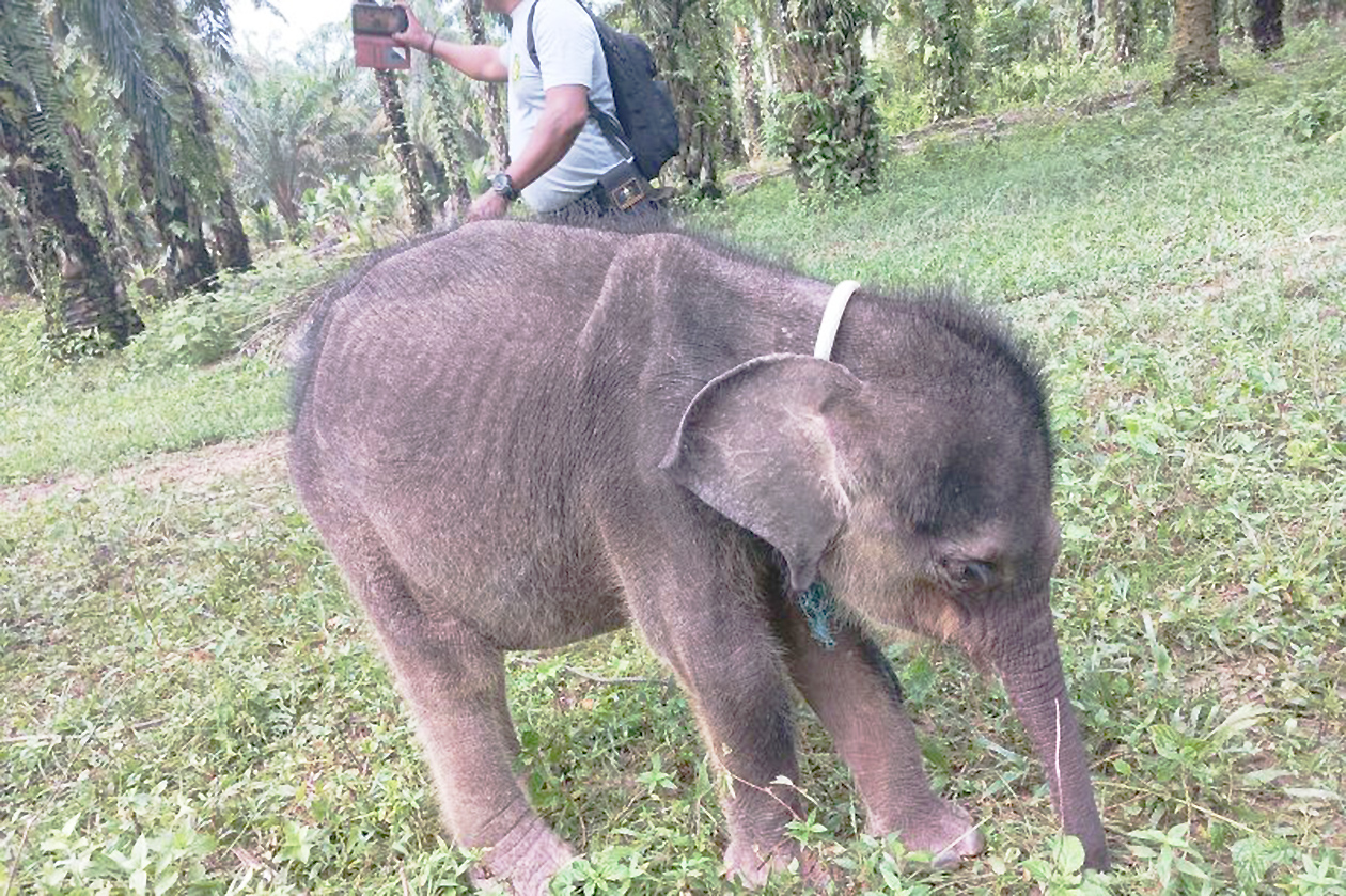 Kisah Pilu Yuni, Anak Gajah...