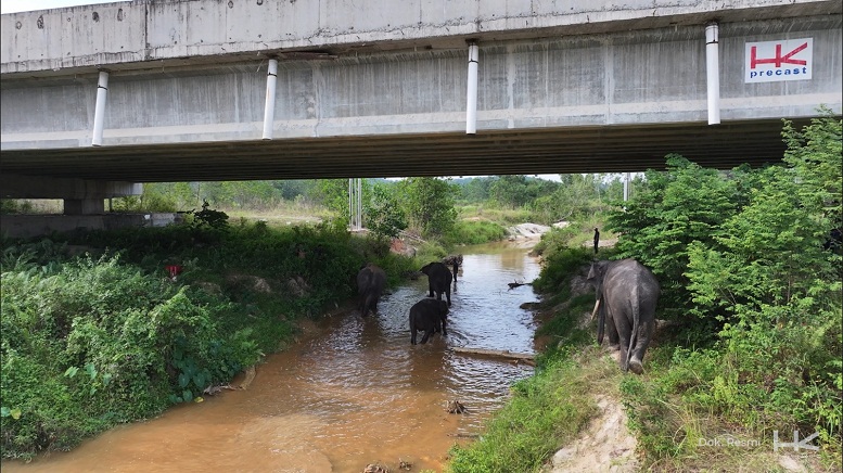 Hari Gajah Internasional: Getar dan Codet Kini Bebas Menjelajah Alam Riau