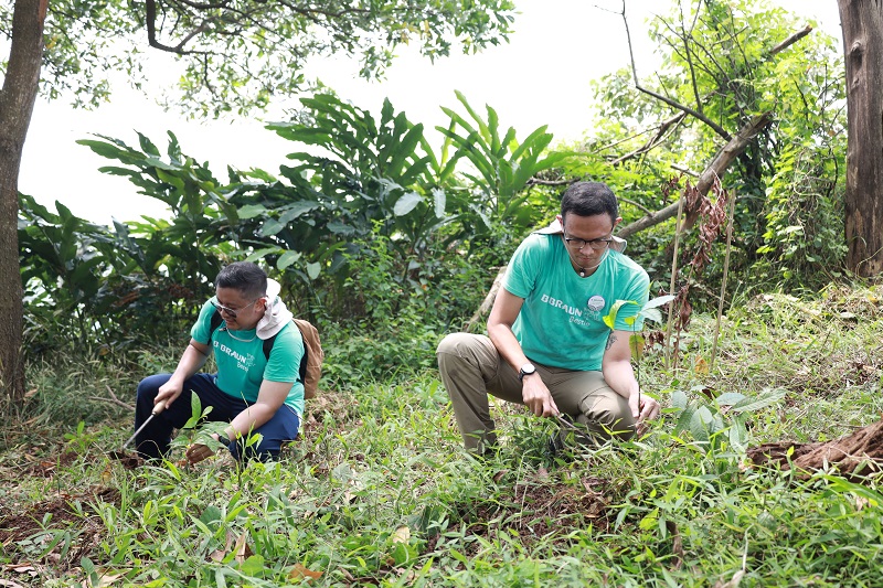 Gambar berita terkait Lestarikan Ekosistem Sanggabuana, B. Braun Indonesia Tanam 500 Pohon Endemik