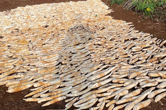 Masjid di Sleman Borong 11 Ton Singkong, Bantu Petani Gunungkidul Terselamatkan dari Harga Anjlok Cuma Rp500/Kg