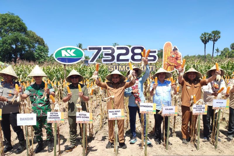 Pemkab Gowa Panen Raya Jagung guna Dukung Ketahanan Pangan Nasional