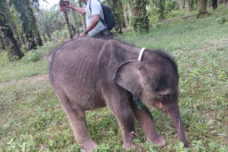 Perlindungan Gajah Bengkulu Harus Lebih Tegas. Jangan Ada Lagi Anak Gajah Mati